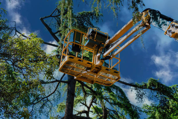 Best Palm Tree Trimming  in Chackbay, LA